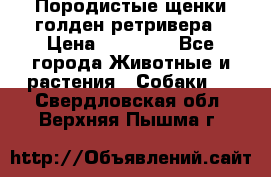 Породистые щенки голден ретривера › Цена ­ 25 000 - Все города Животные и растения » Собаки   . Свердловская обл.,Верхняя Пышма г.